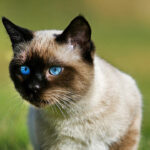 Seal Point Siamese Domestic Cat, Blue Eyes, Male standing on Grass, Normandy
